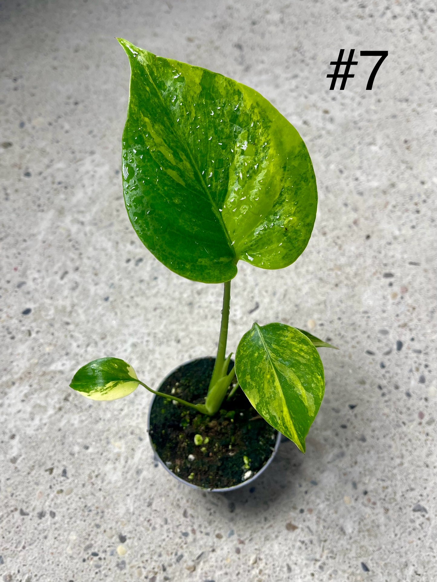 Monstera deliciosa Yellow Marilyn Variegata S NEW