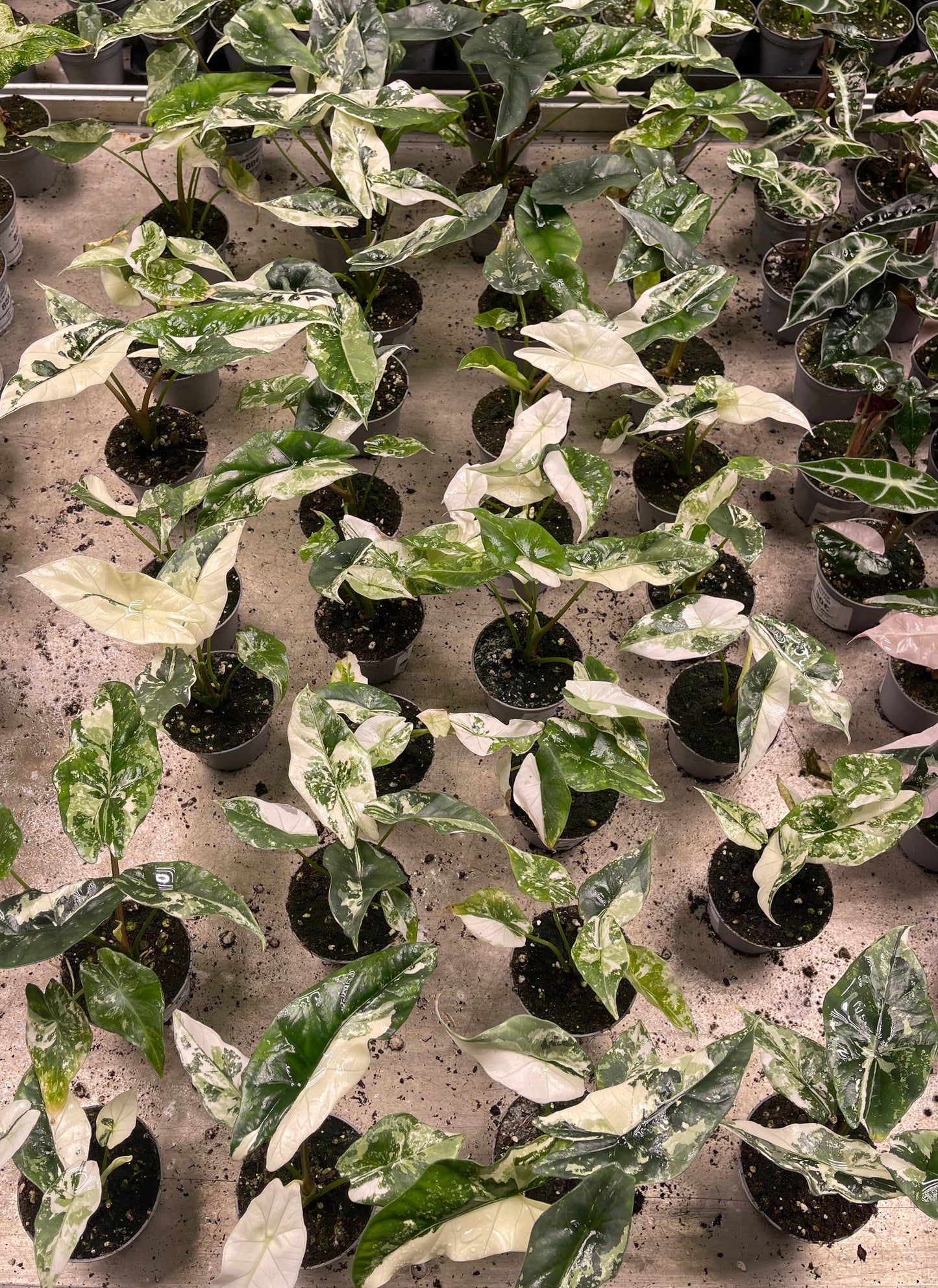 ALOCASIA SIMPO ALBO VARIEGATA S NEW