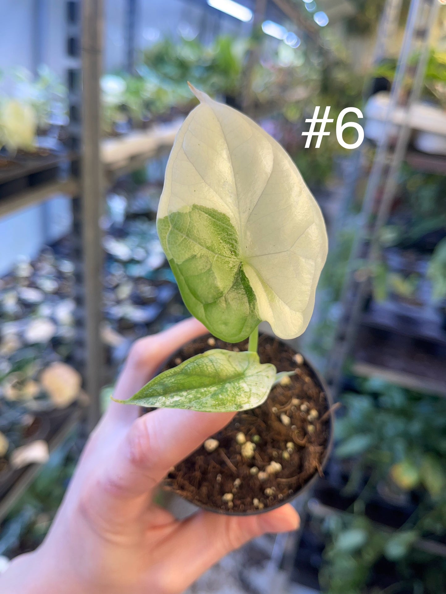 Alocasia dragon scale variegata S NEW