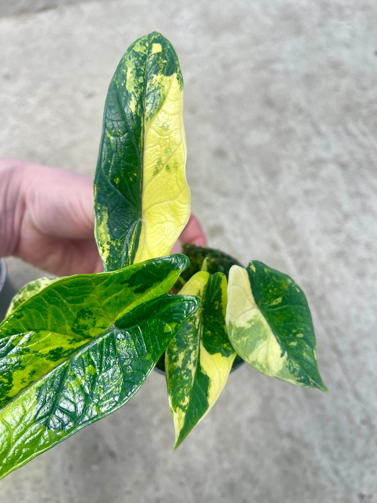 ALO.CASIA SCALPRUM AUREA VARIEGATA (2 plantes)
