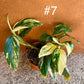 Monstera standleyana variegata
