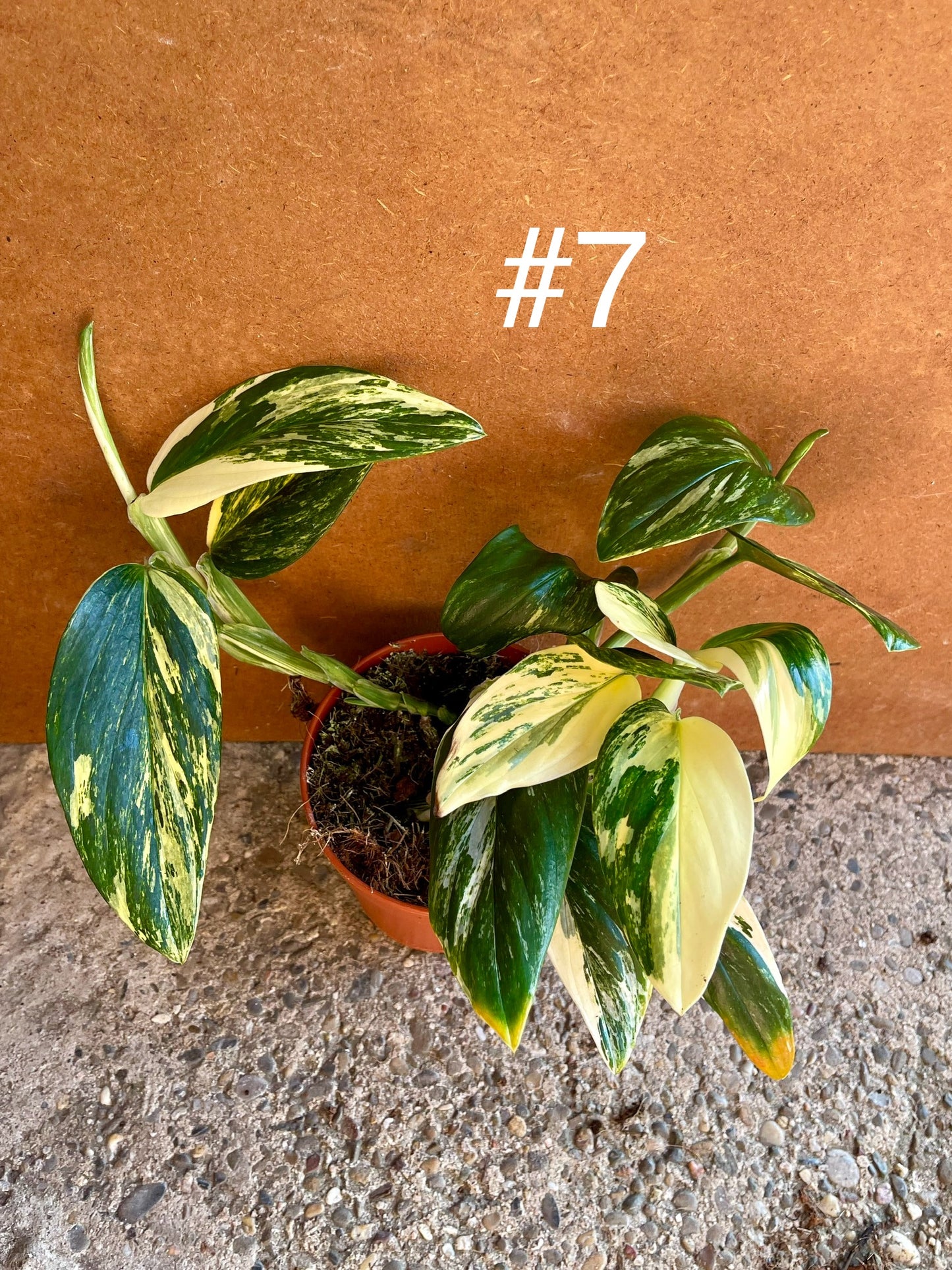 Monstera standleyana variegata
