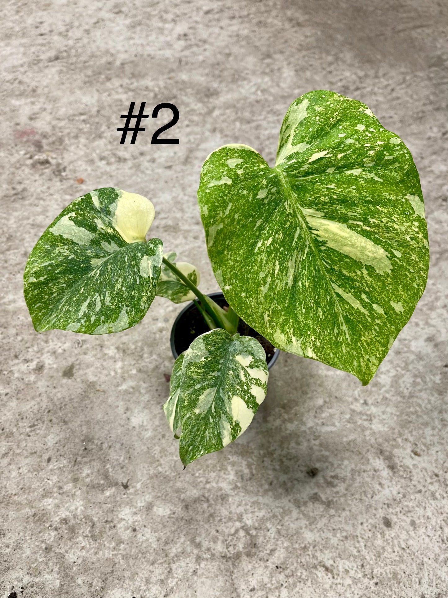 MONSTERA LEGACY M NEW