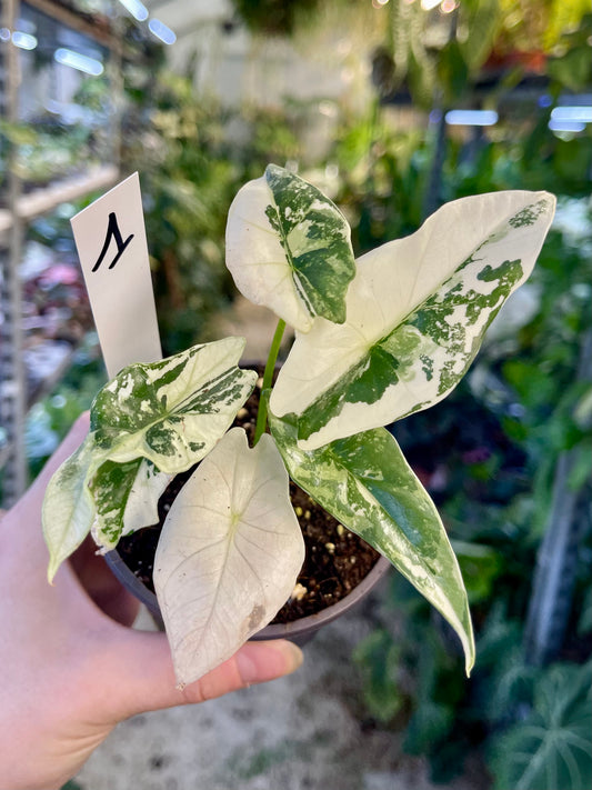 ALOCASIA SIMPO ALBO VARIEGATA NEW