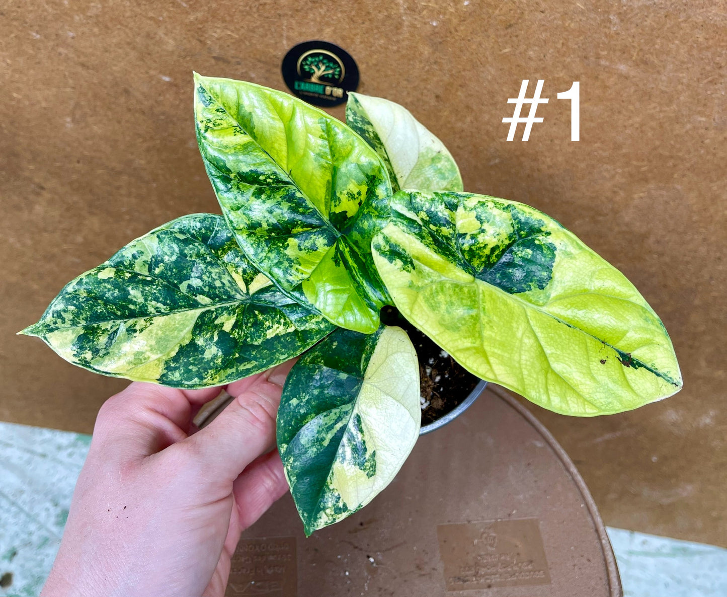 Alocasia sinuata variegata