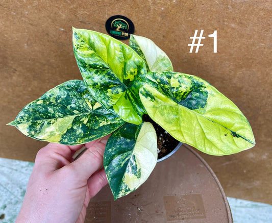 Alocasia sinuata variegata