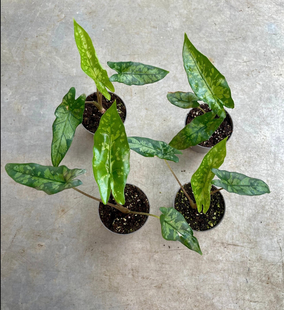 ALOCASIA SHATTERED GLASS