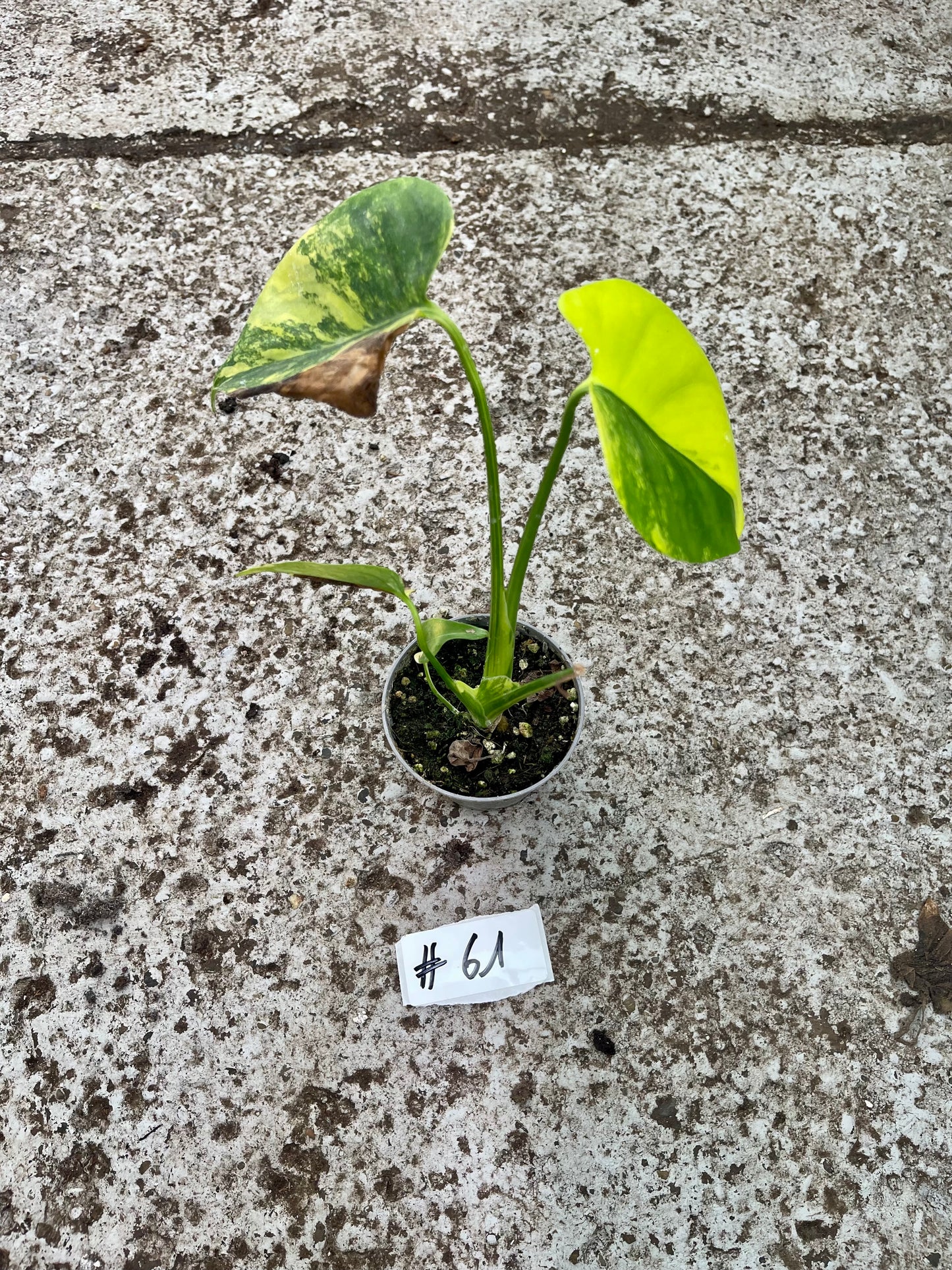 PLANTE A SAUVER