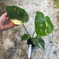 Monstera deliciosa thaï constellation M