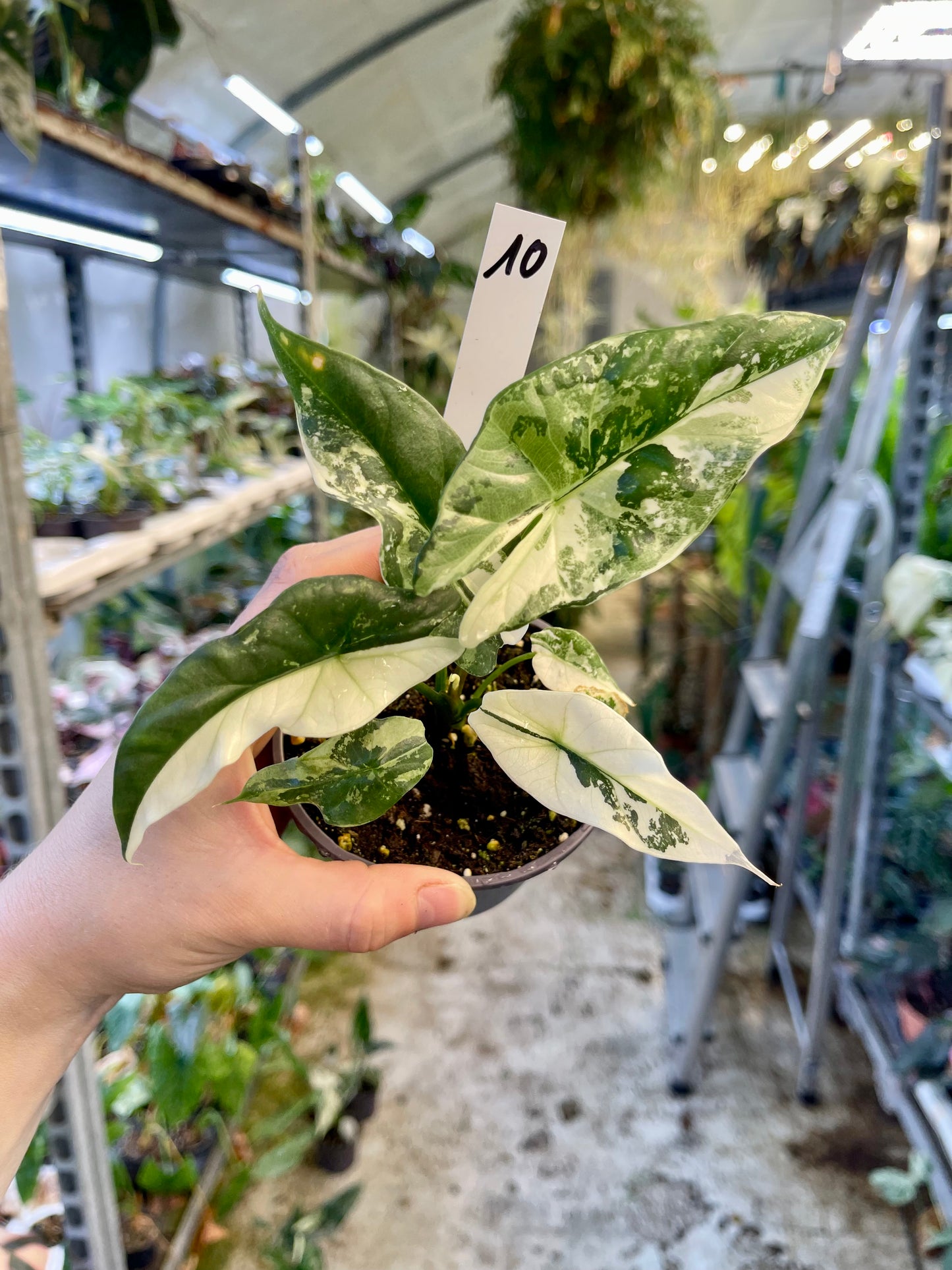 ALOCASIA SIMPO ALBO VARIEGATA M NEW