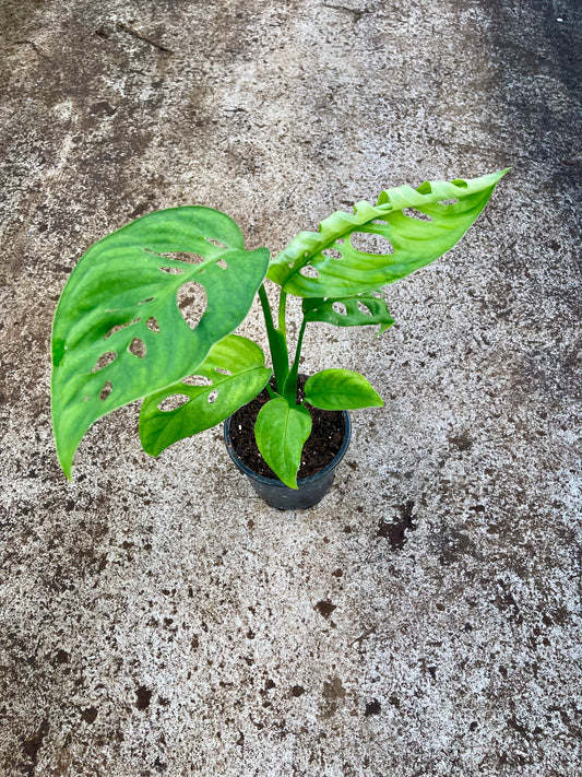 MONSTERA ESQUELETO