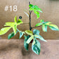 Philodendron Florida beauty