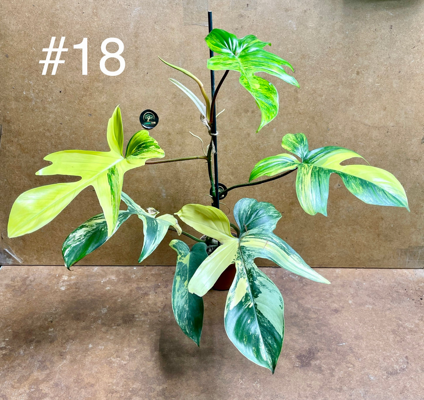 Philodendron Florida beauty