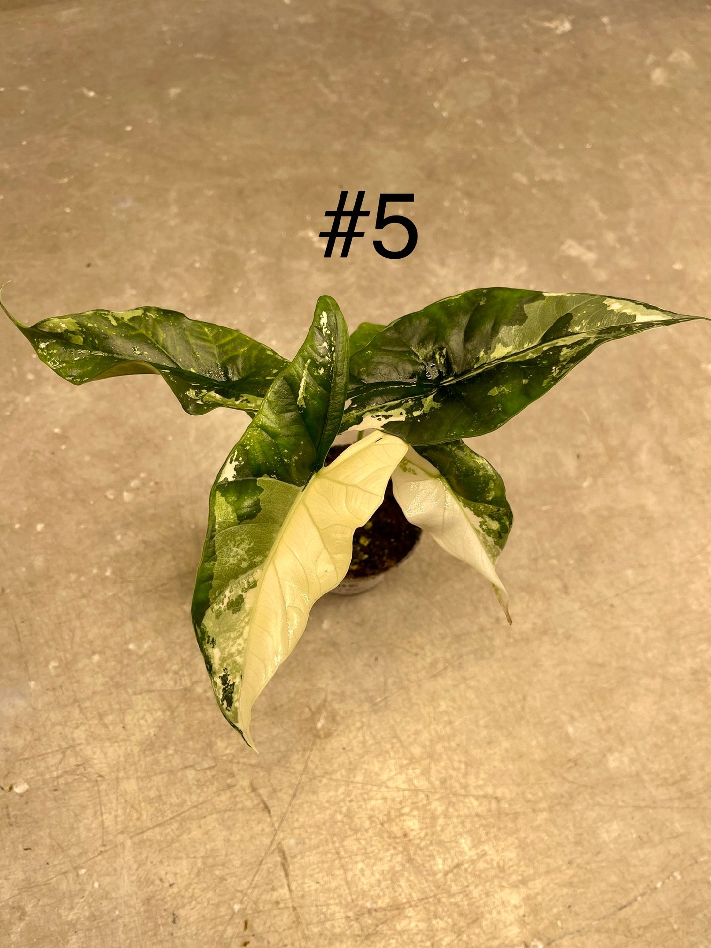 ALOCASIA SIMPO ALBO VARIEGATA S NEW