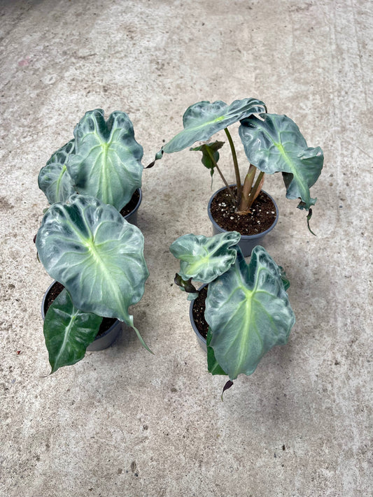 ALOCASIA VENOM M NEW