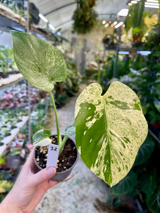 MONSTERA WHITE MONSTER M NEW