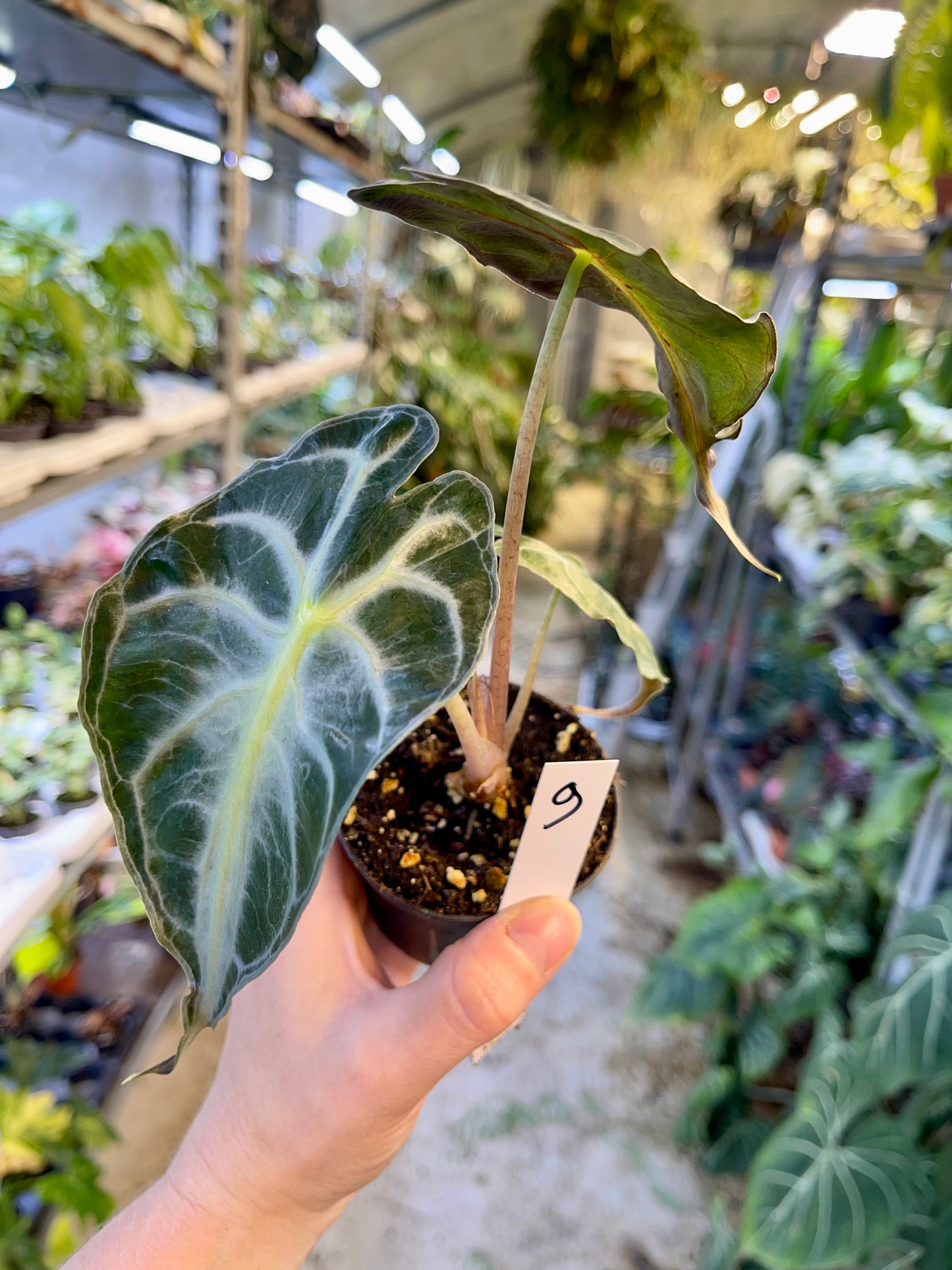 ALOCASIA VENOM S NEW