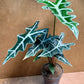 Alocasia sanderiana nobilis
