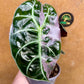 Alocasia watsonia pink variegata M