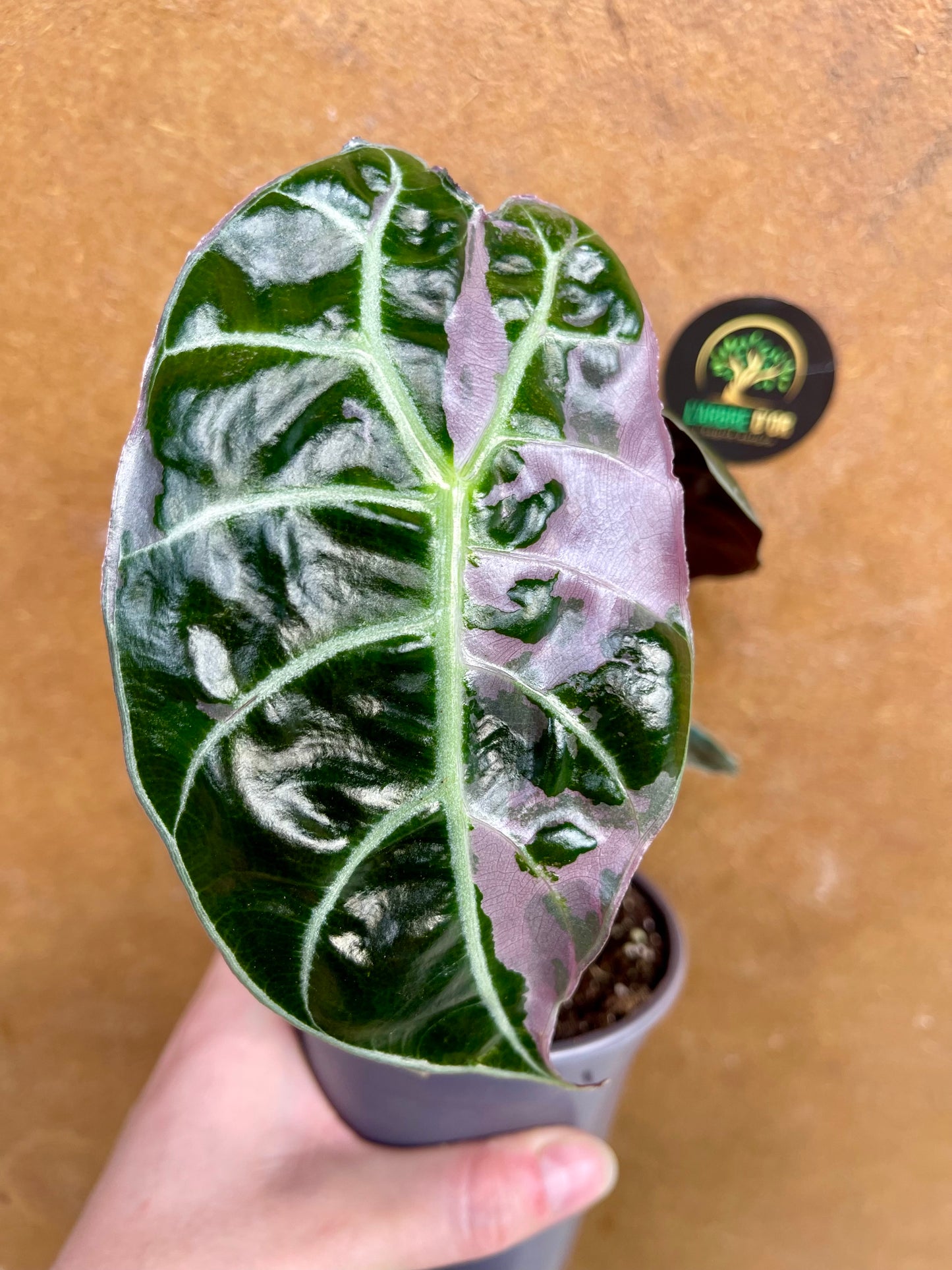 Alocasia watsonia pink variegata M