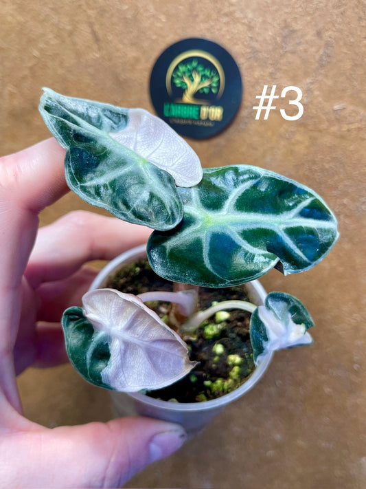 Alocasia balloon heart pink variegata