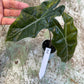 Alocasia pseudo sanderiana aurea variegata NEW