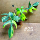 Philodendron Florida beauty