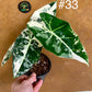 Alocasia frydek variegata haute variegation M