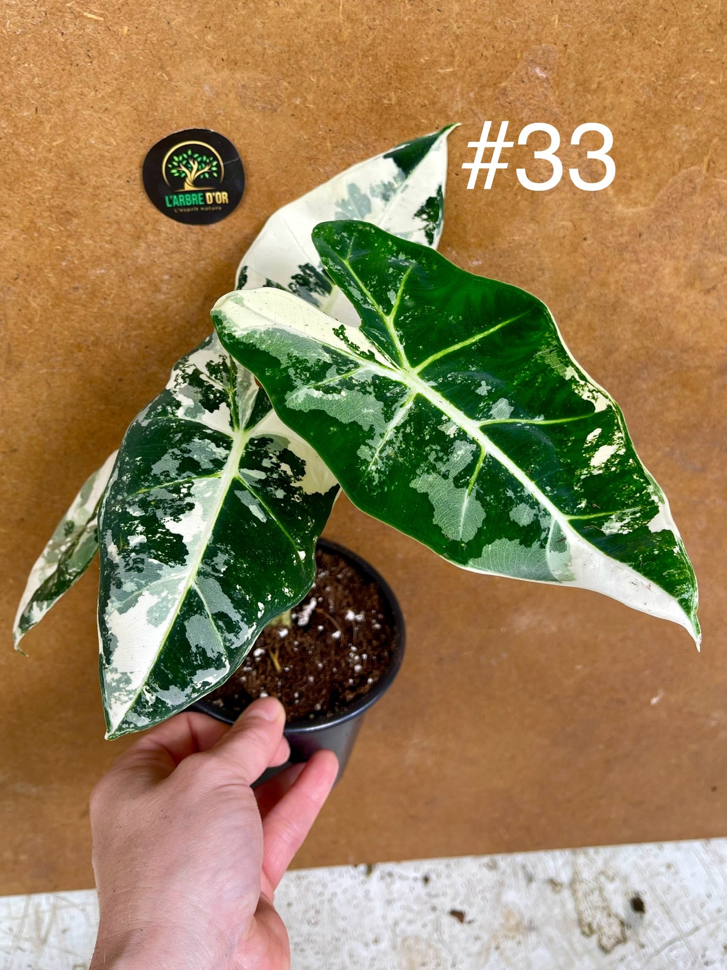 Alocasia frydek variegata haute variegation M
