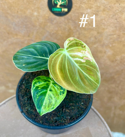 Philodendron melanochrysum variegata