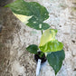 Monstera deliciosa thaï constellation M