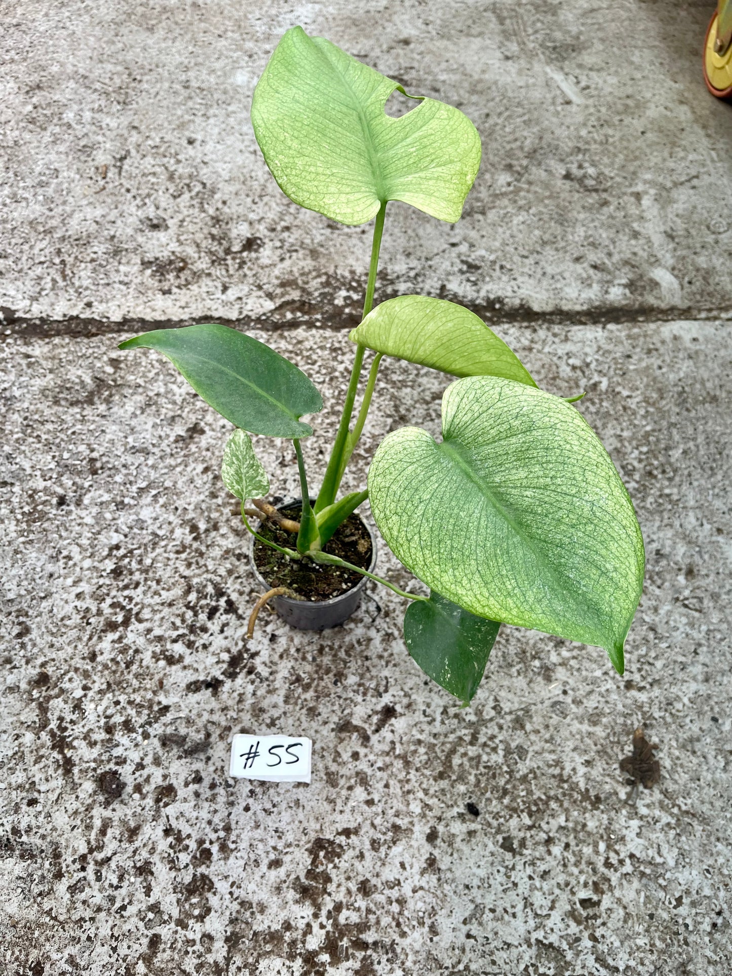 PLANTE A SAUVER
