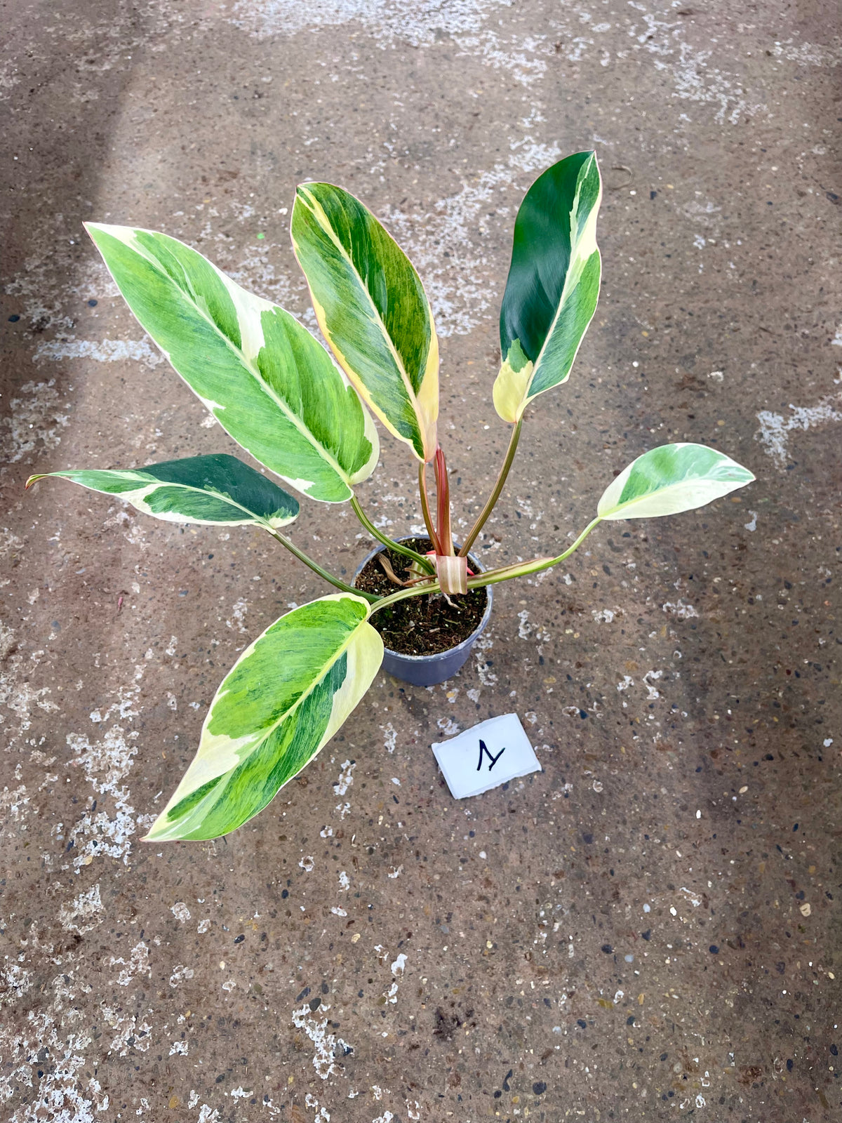 Philodendron Shady lady
