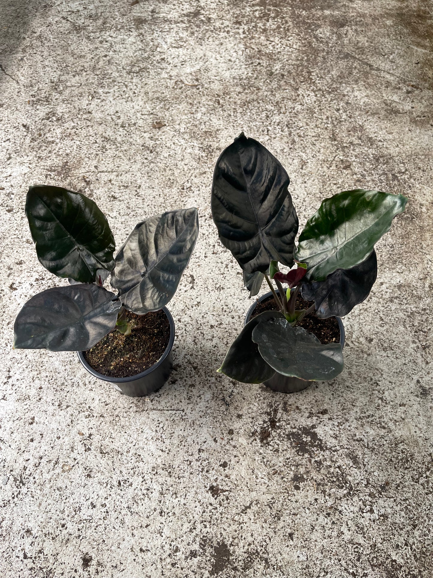 Alocasia Infernalis Black Magic