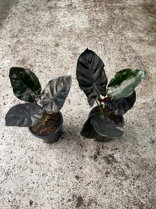 Alocasia Infernalis Black Magic