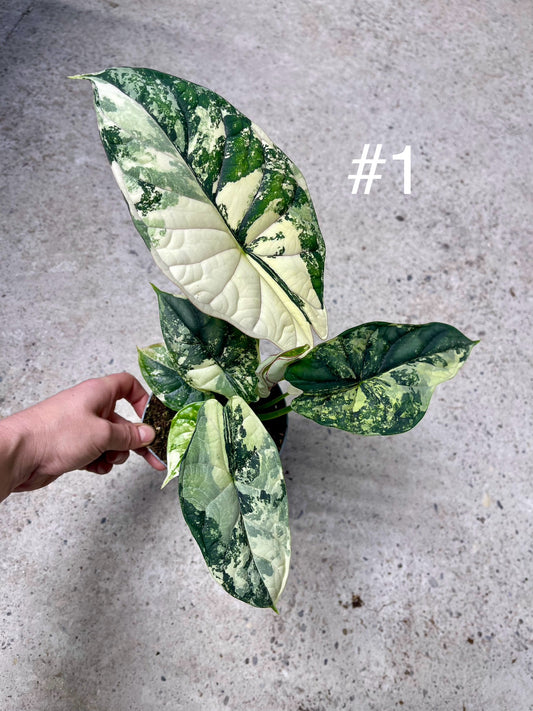 ALOCASIA DRAGON SCALE ALBO VARIEGATA  L