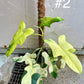 Philodendron bipennifolium variegata sur tuteur