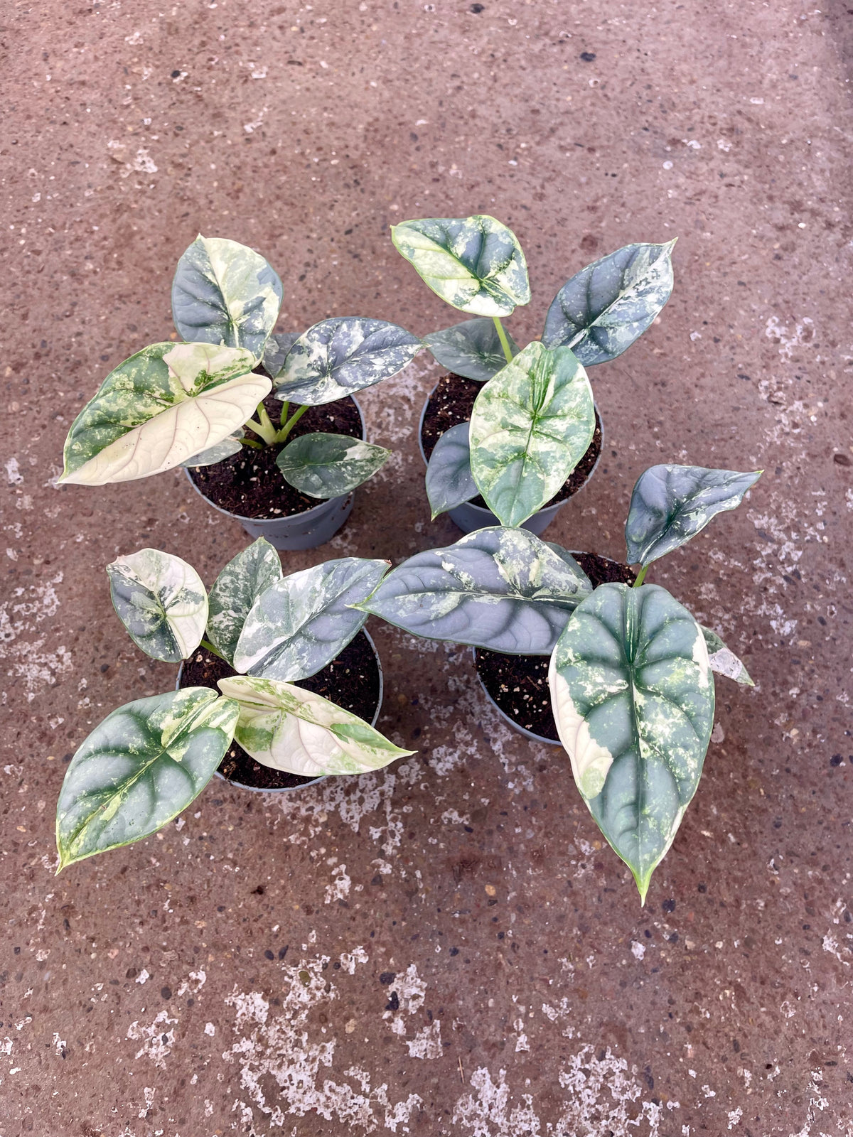 Alocasia silver dragon albo variegata
