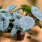 Alocasia dragon moon