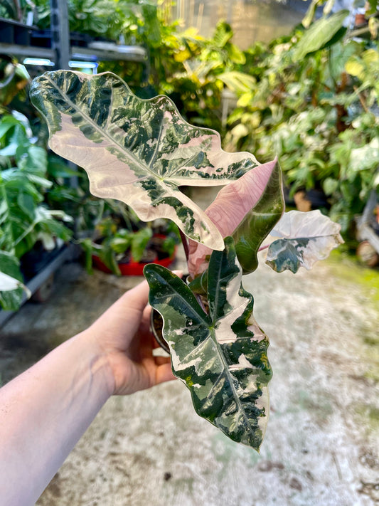 Alocasia pseudo sanderiana pink variegata NEW