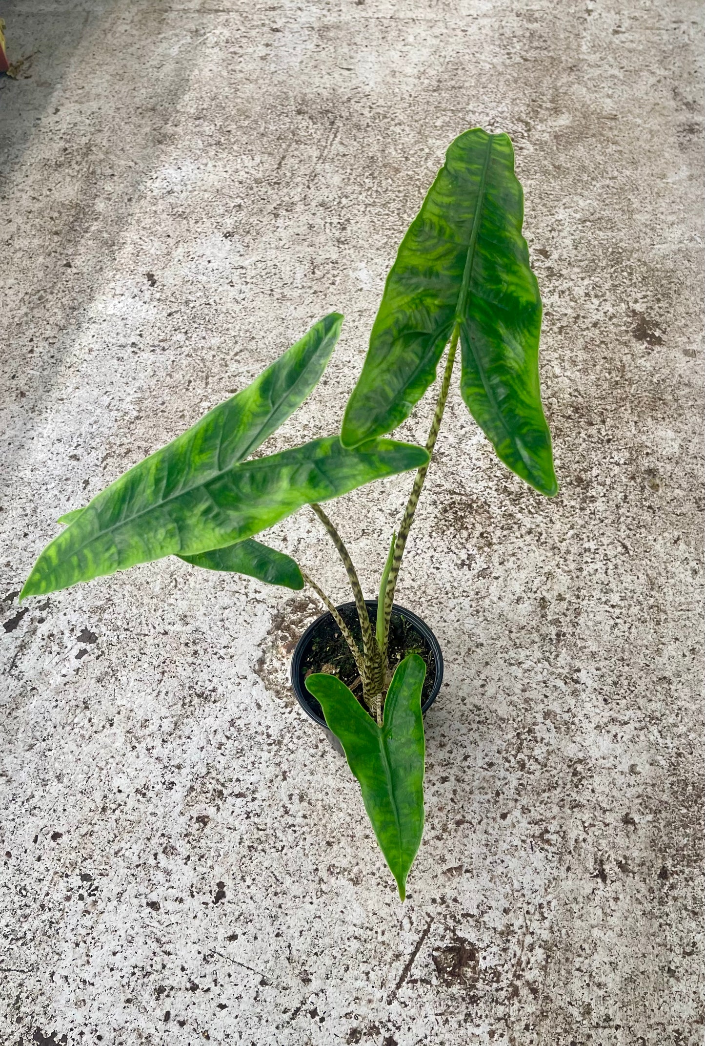 Alocasia zebrina reticulata
