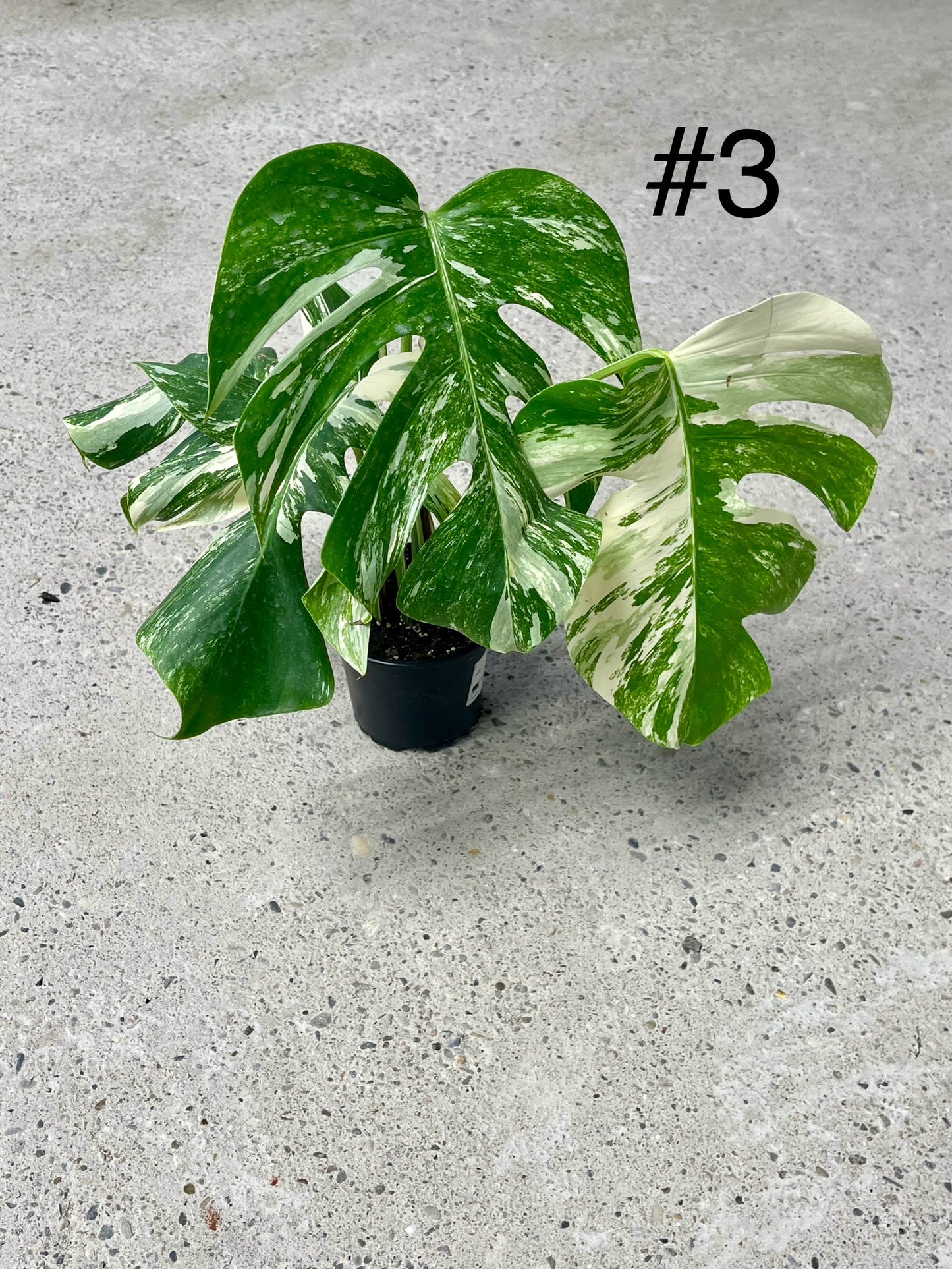 Monstera albo variegata NEW