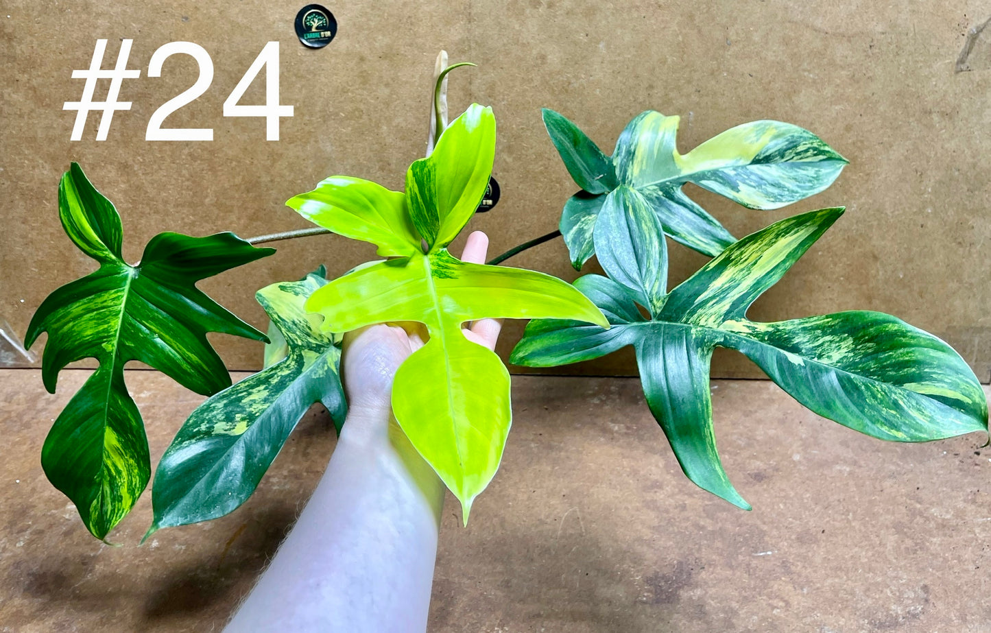 Philodendron Florida beauty