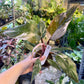 Philodendron red anderson M NEW