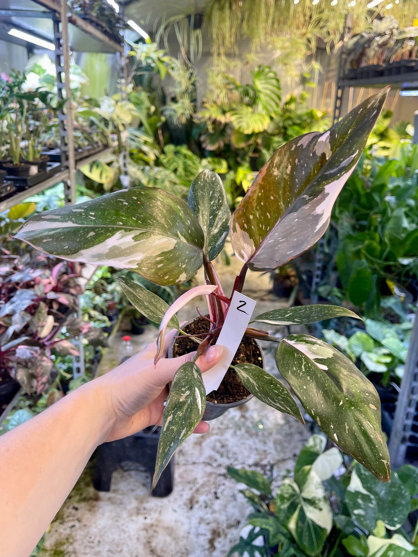 Philodendron red anderson M NEW
