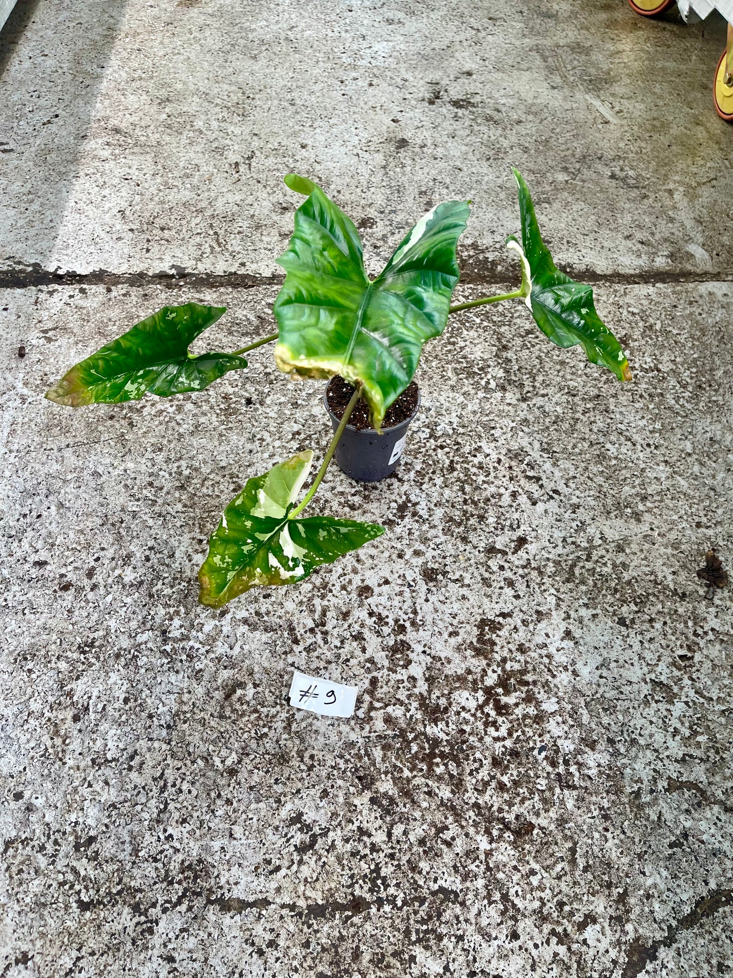 PLANTE A SAUVER