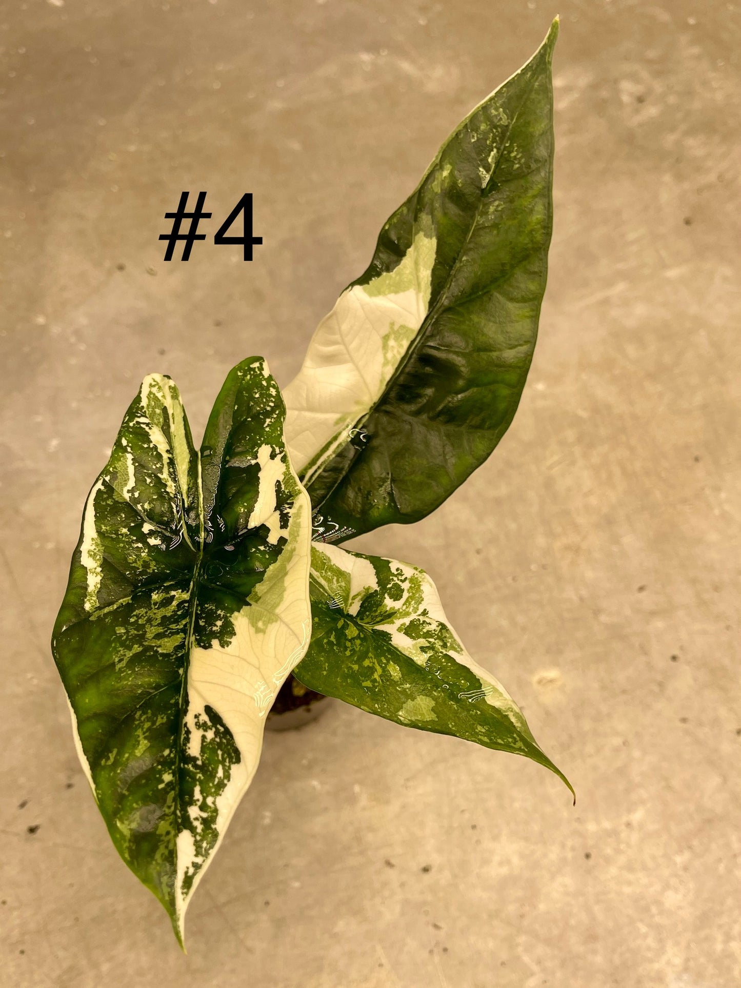 ALOCASIA SIMPO ALBO VARIEGATA S NEW