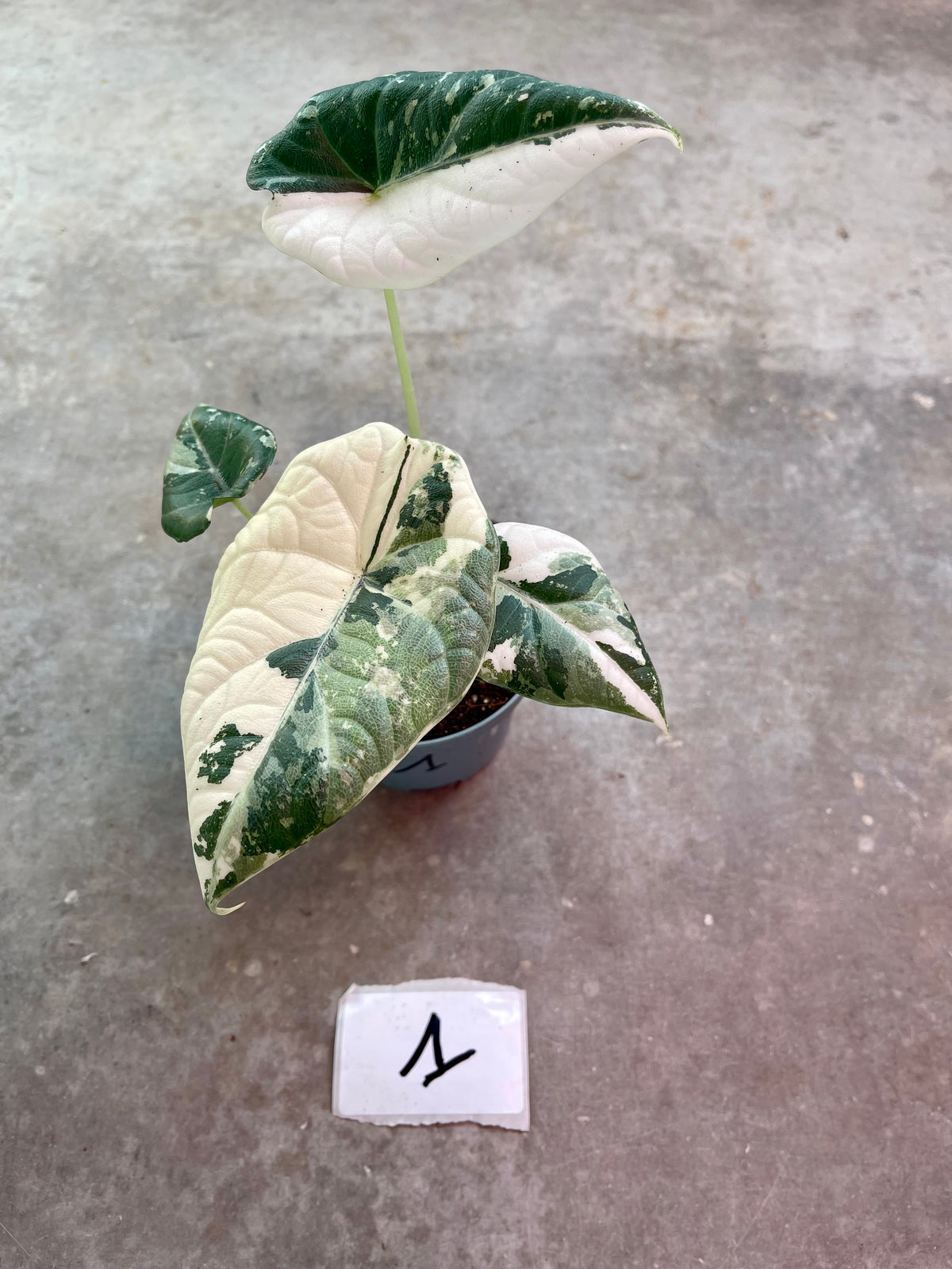 ALOCASIA MAHARANI ALBO VARIEGATA