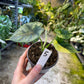 Alocasia dragon scale variegata
