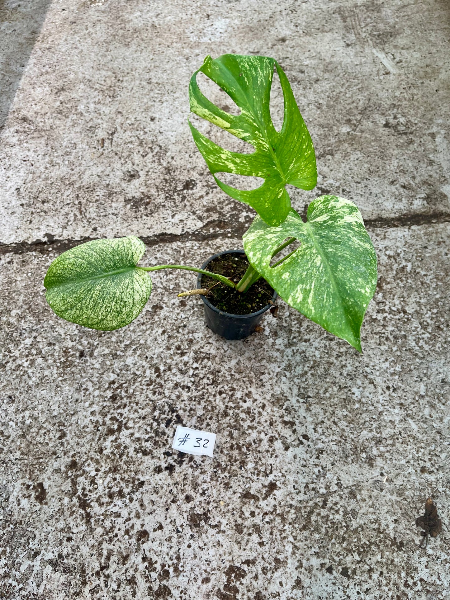 PLANTE A SAUVER